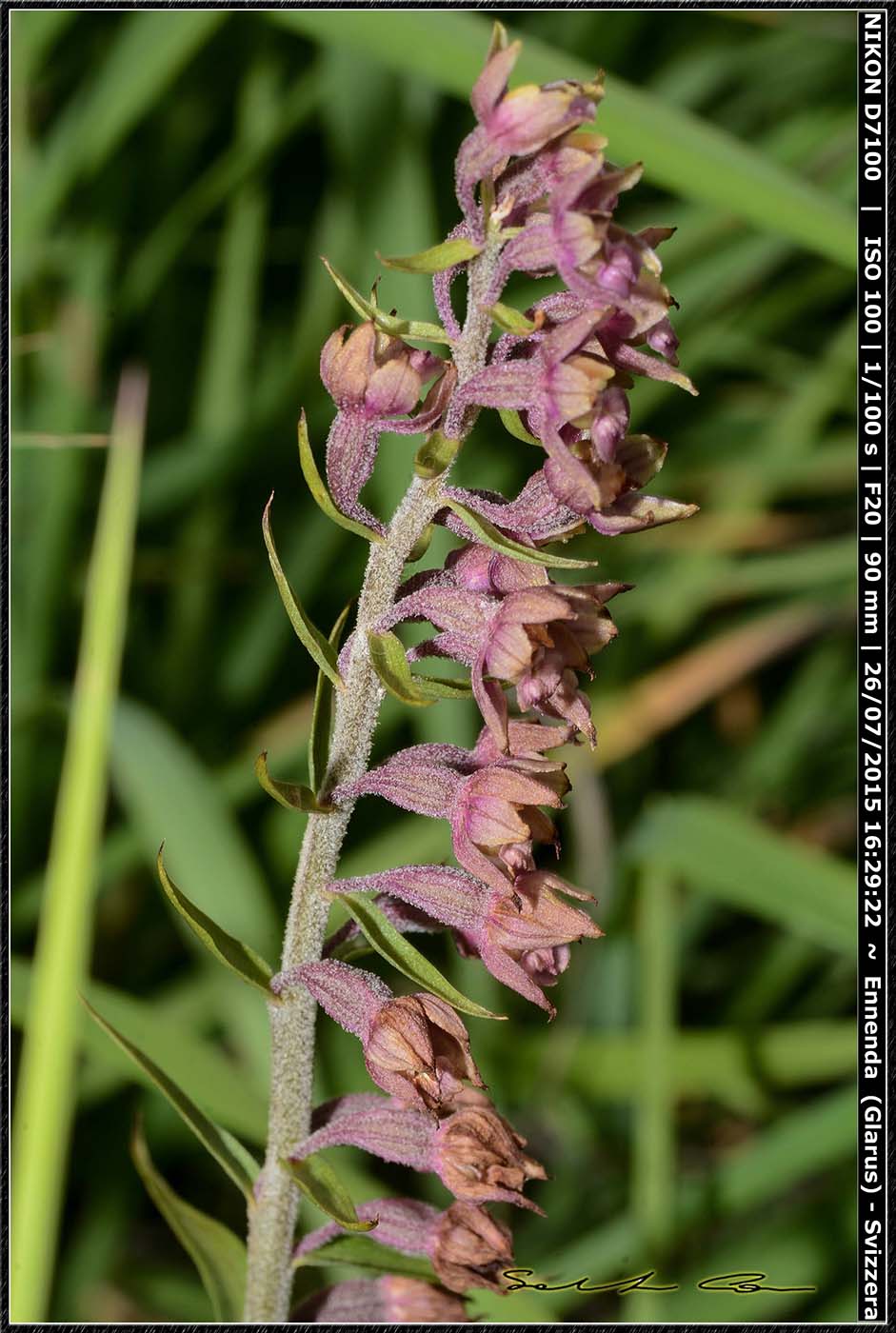 Svizzera - Epipactis atrorubens